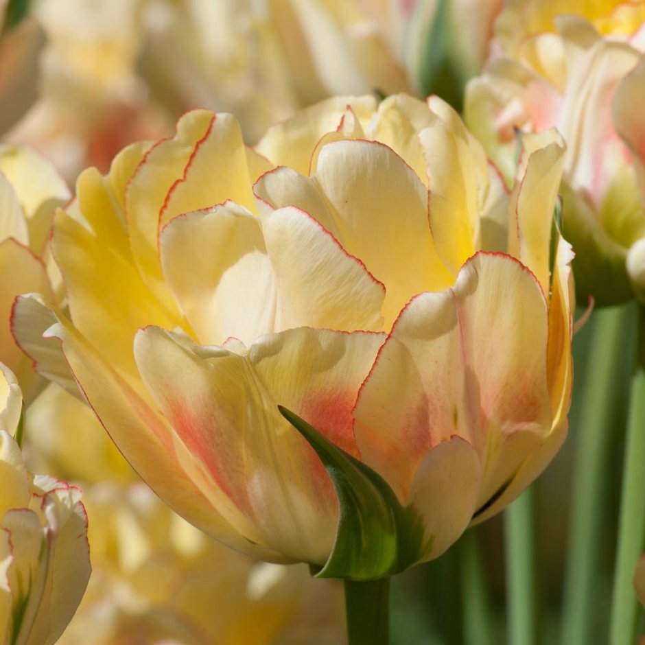 Tulipa Akebono тюльпан