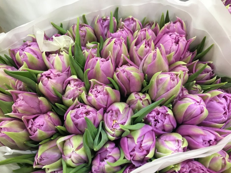 Цветы тюльпаны пионовидные