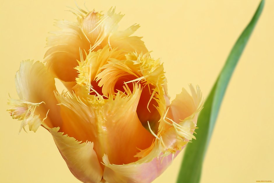 Тюльпан желтая роза