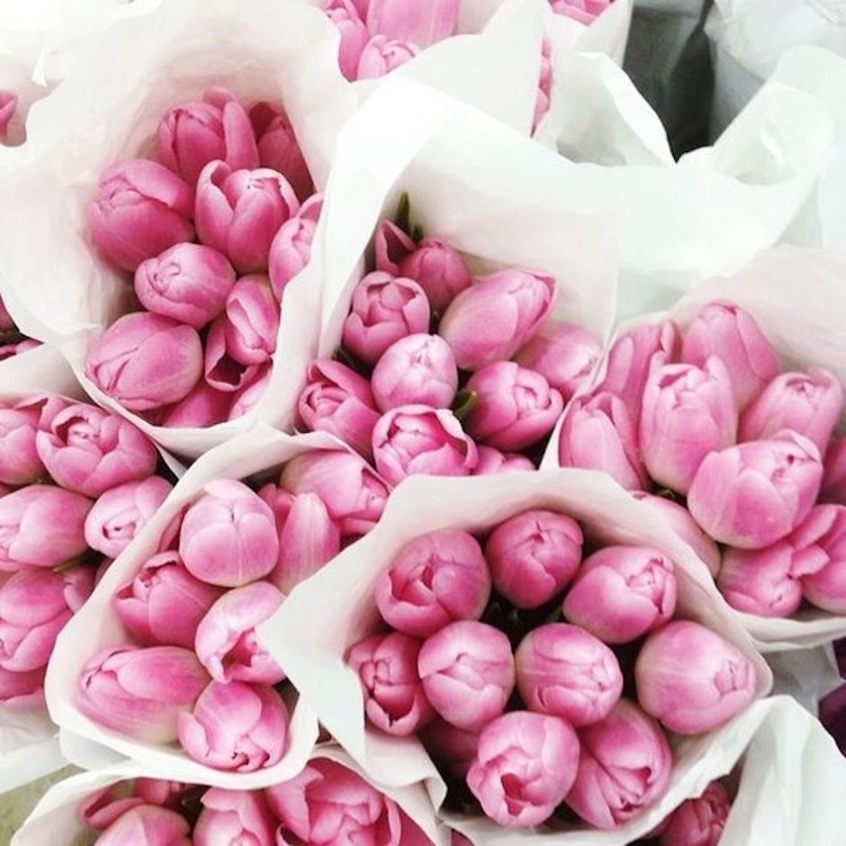Розовые тюльпаны сохры