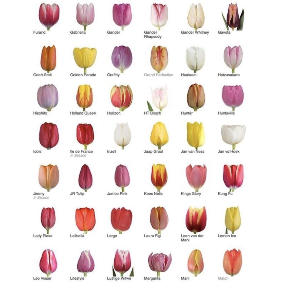 Названия цвета тюльпанов