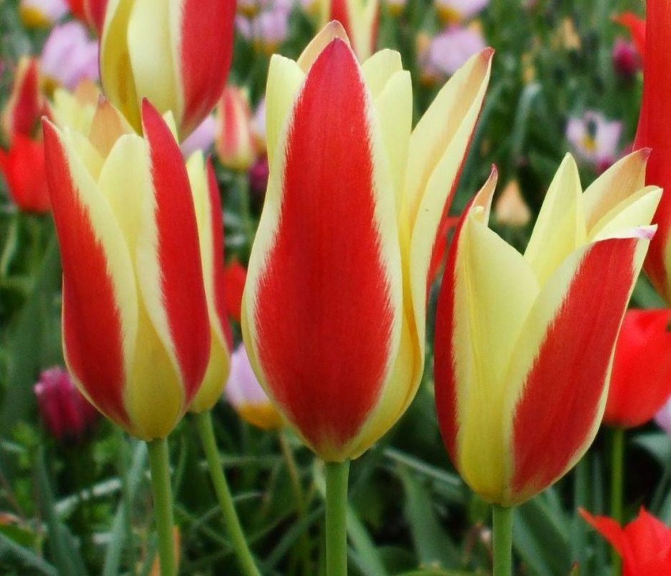 Tulipa kaufmanniana тюльпан Кауфмана