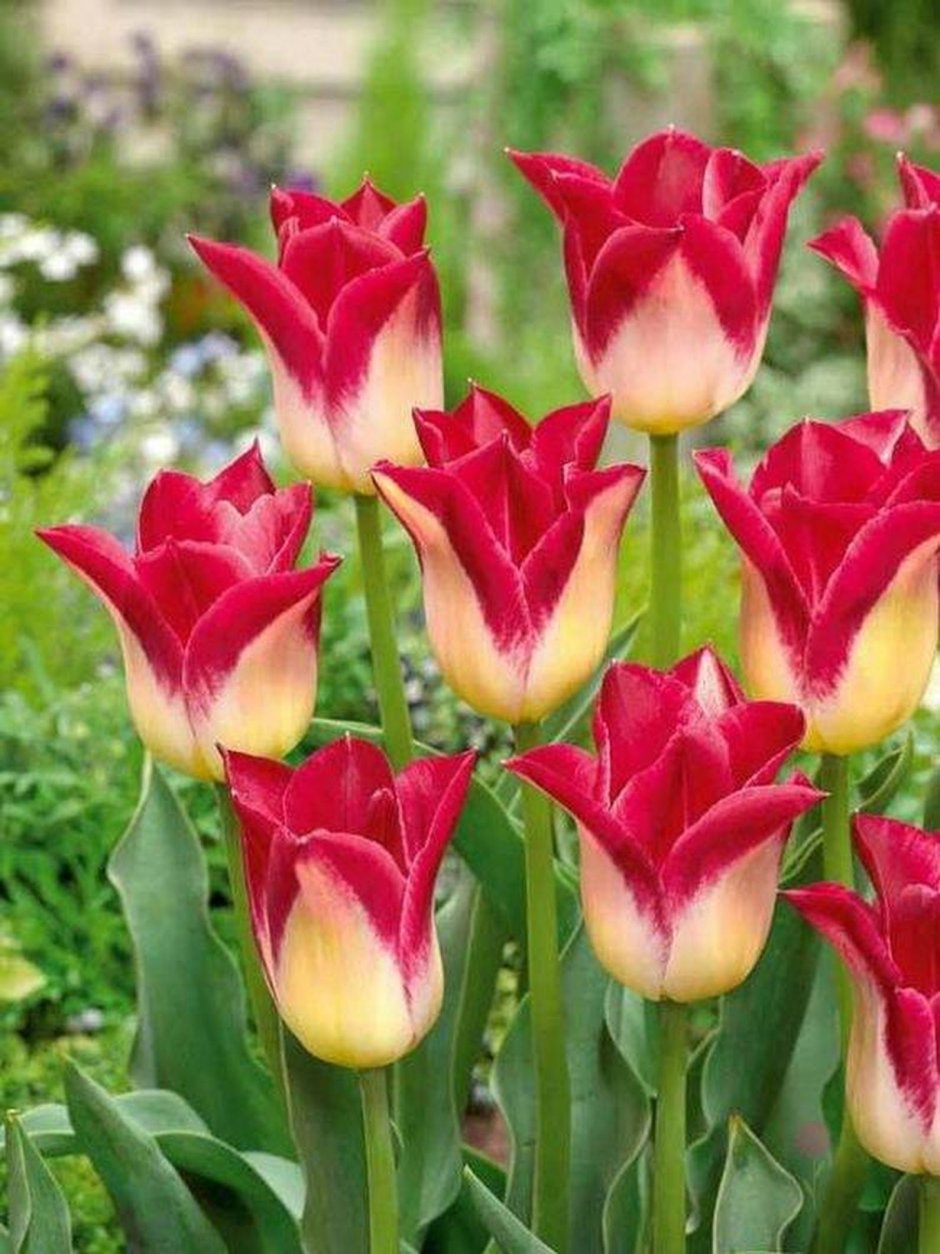 Тюльпаны лилиецветные Романо