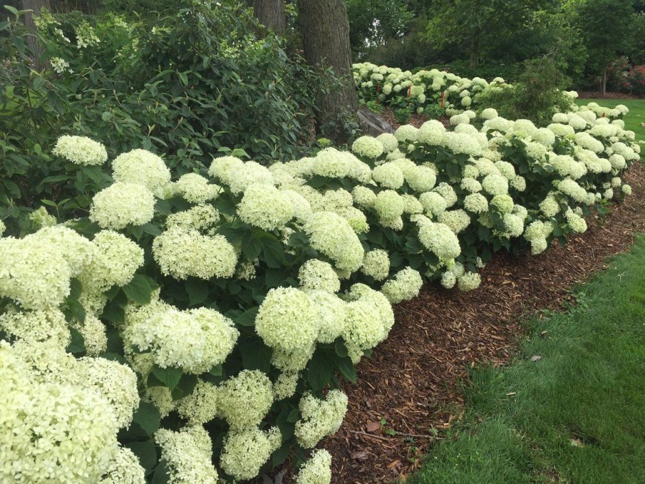 Гортензия древовидная (Hydrangea arborescens bellaragazza limetta) pw, c3