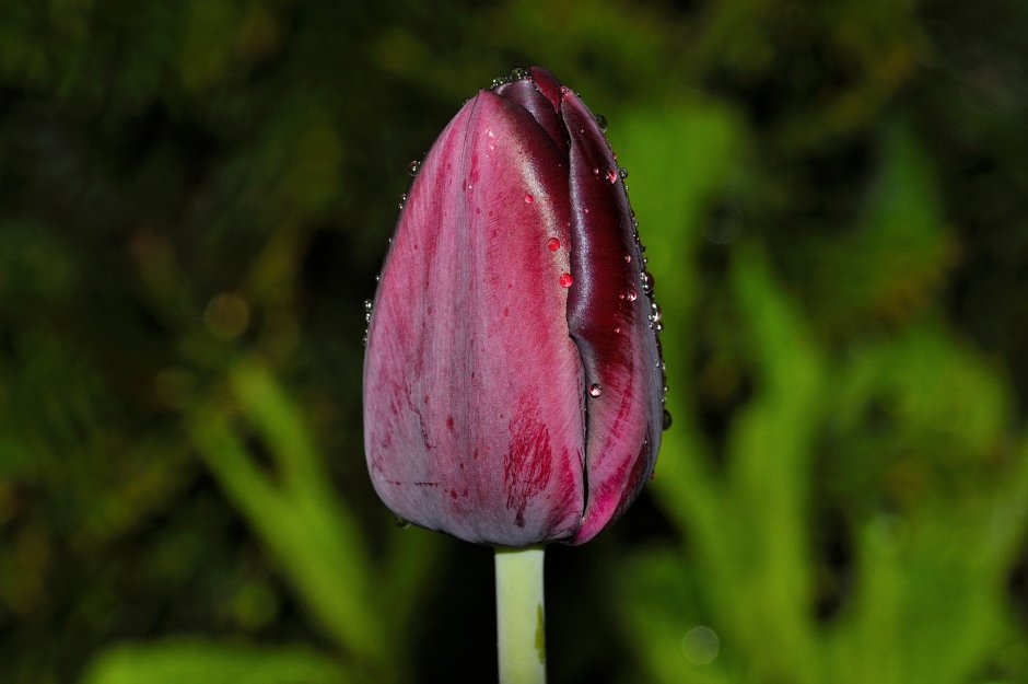 Пестик тюльпана