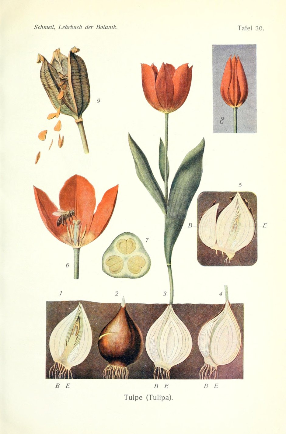 Строение плода тюльпана
