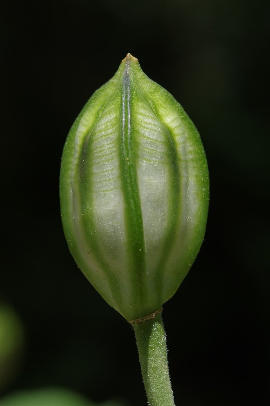 Лилейные плод тюльпана