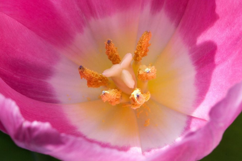 Тюльпан Bolroyal Pink