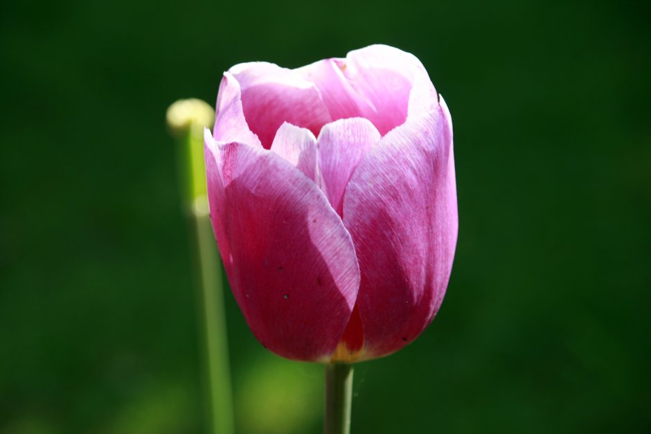 Тюльпаны розовые губки