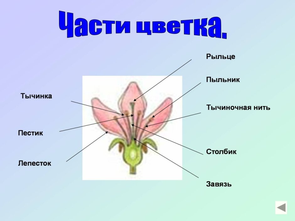Амариллис цветы бутон