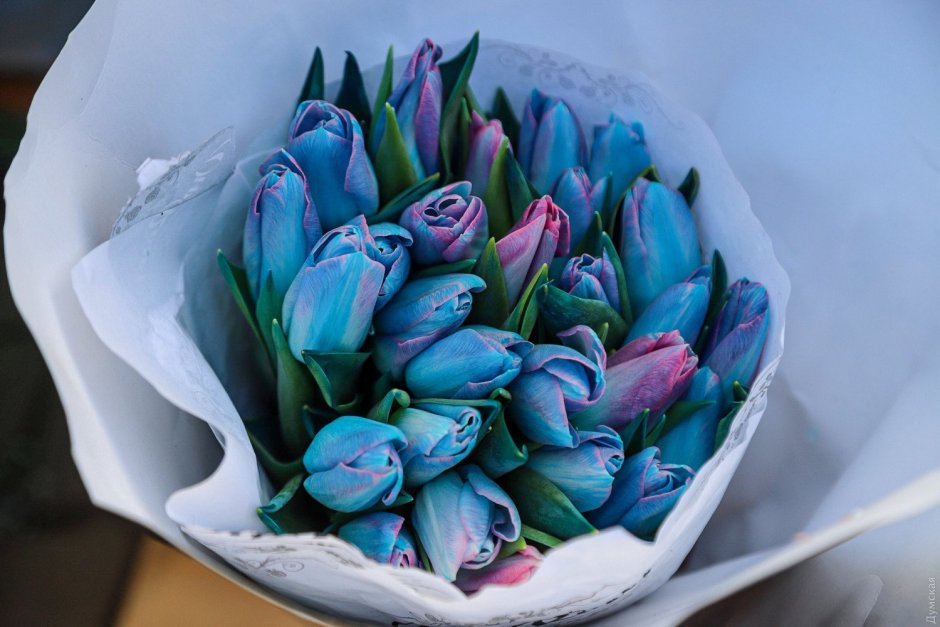 Тюльпаны голубые