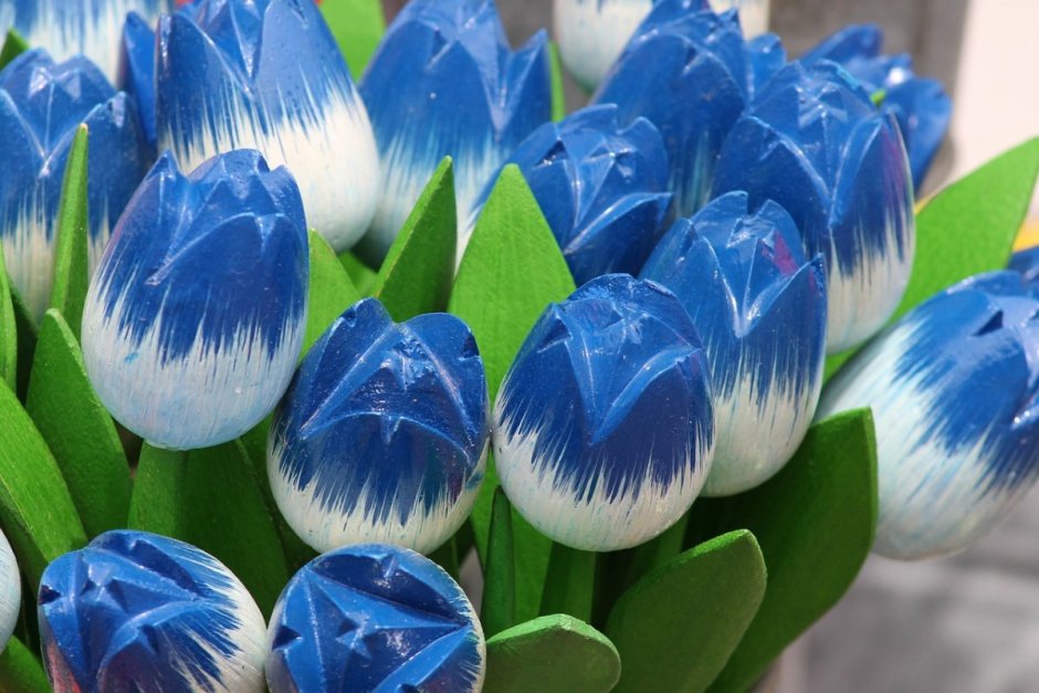 Тюльпан голубой Куат