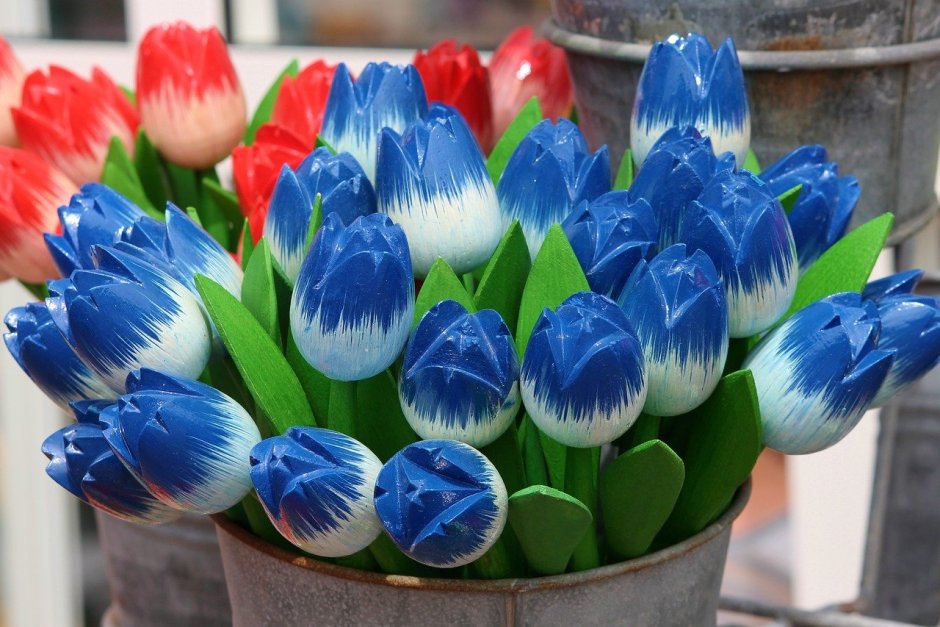 Синие голландские тюльпаны
