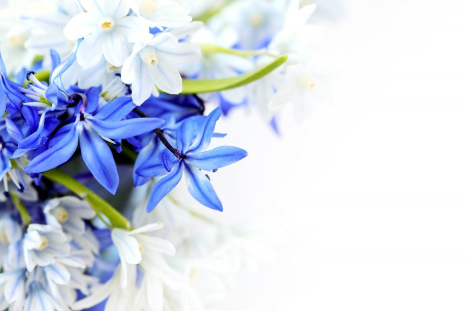 Синие цветы на белом фоне
