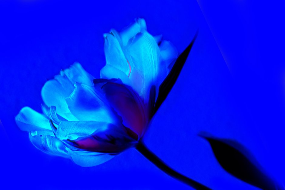 Одинокий синий цветок