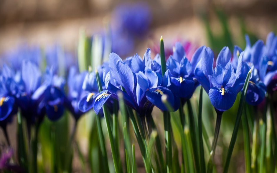 Голубые тюльпаны фото