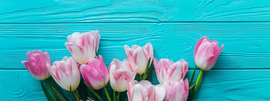 Нежно розовые и голубые тюльпаны