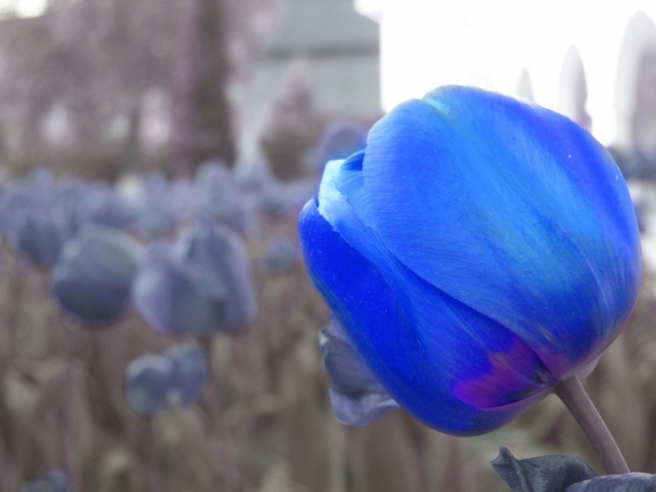 Крашеные тюльпаны синие