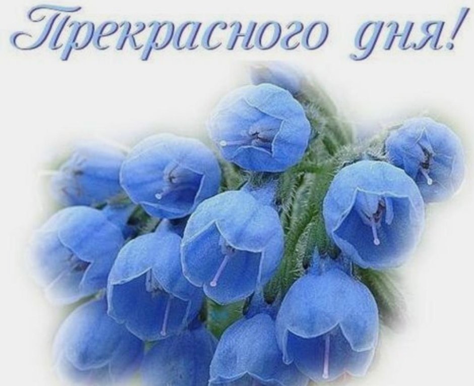 Белые тюльпаны на синем фоне