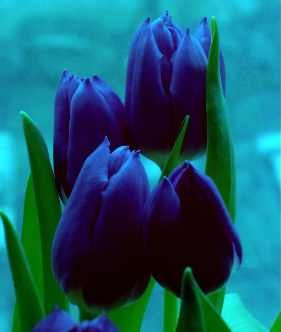 Тюльпан Synaeda Blue
