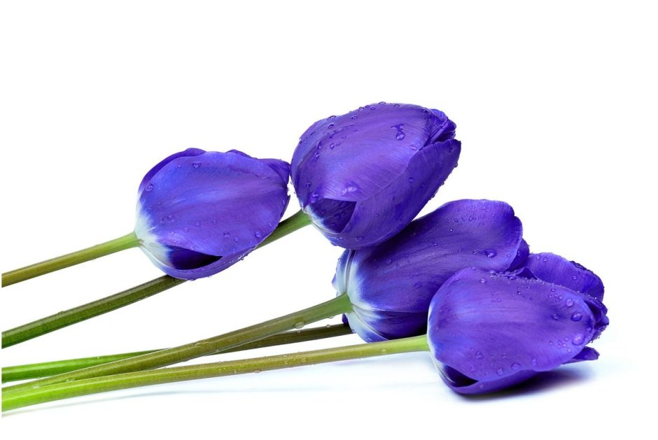 Синие тюльпаны на прозрачном фоне