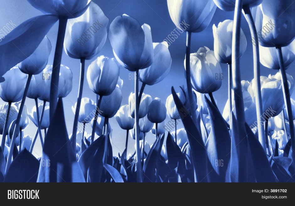 Синие тюльпаны на черном фоне