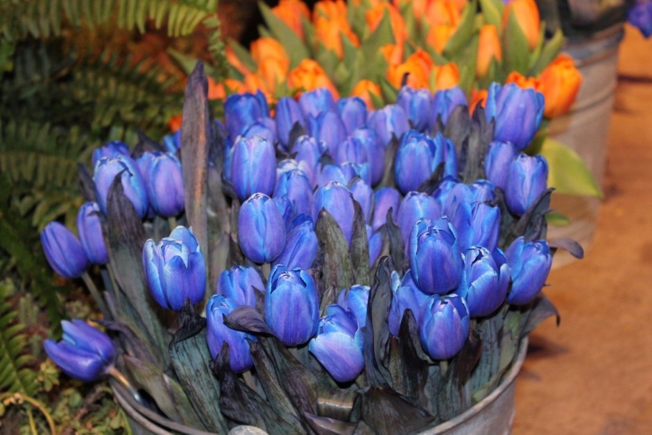 Многоцветковые тюльпаны синие