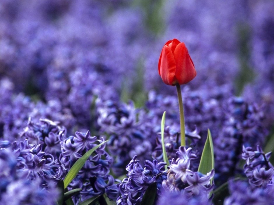 Синие тюльпаны фото красивые