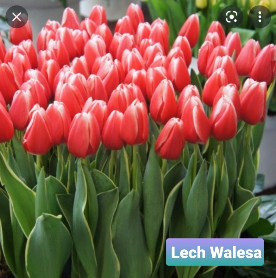 Тюльпан Lech Walesa
