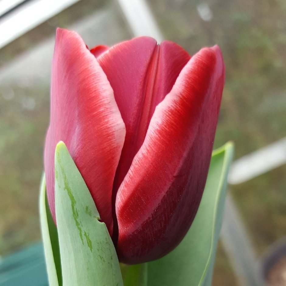 Яндекс цветы тюльпаны красные