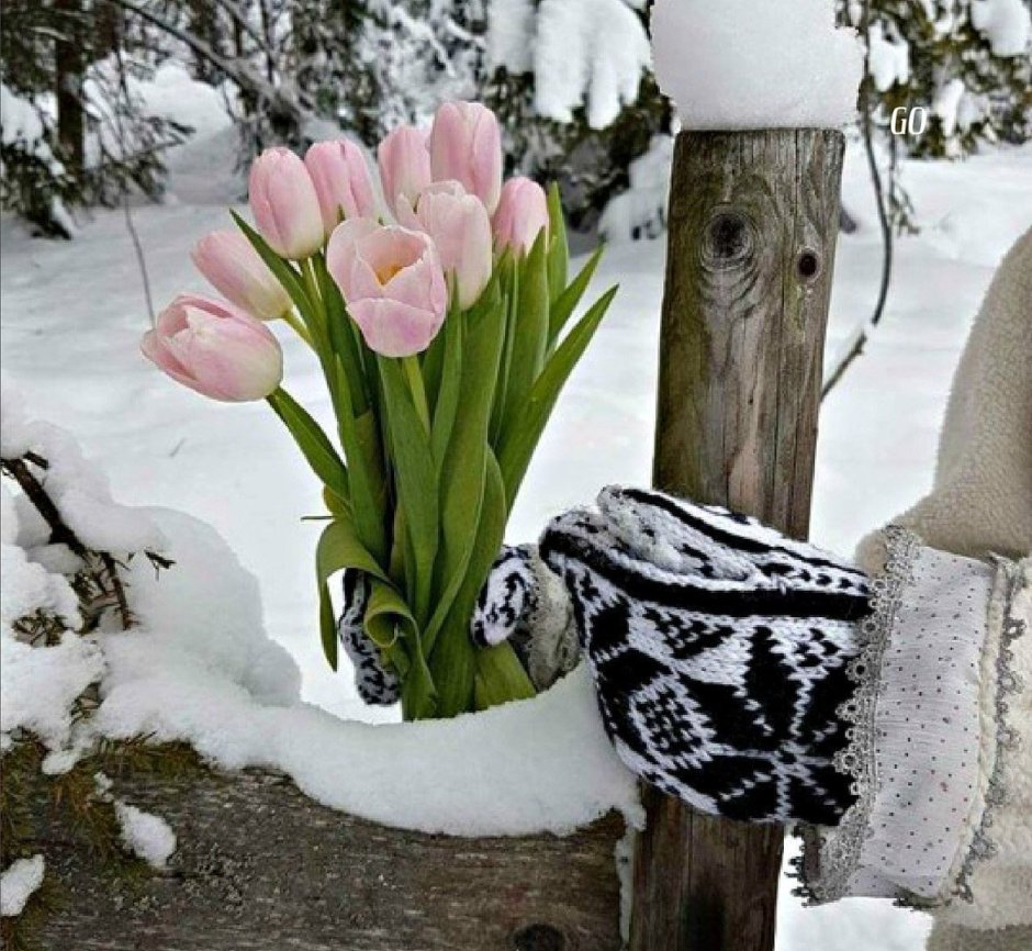 Букет тюльпанов зимой
