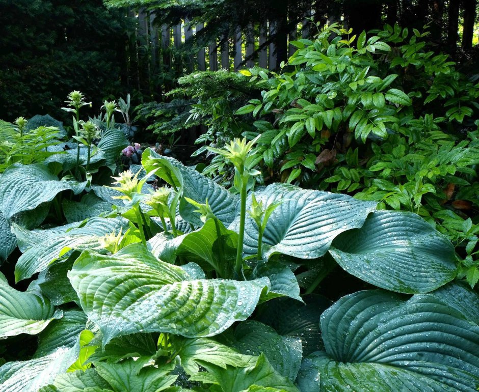 Ландыш Закавказский (Convallaria transcaucasica)