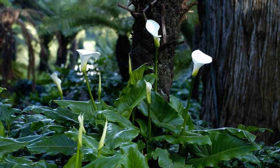 Роджерсия aesculifolia