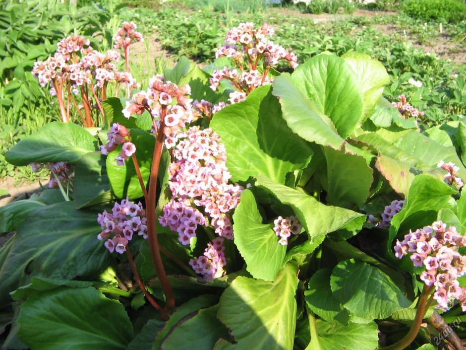 Калла (Zantedeschia) Пако