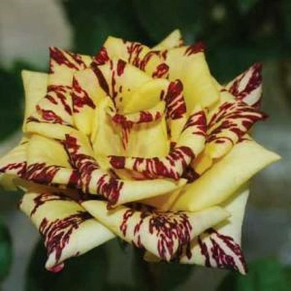 Тигровая роза цветок