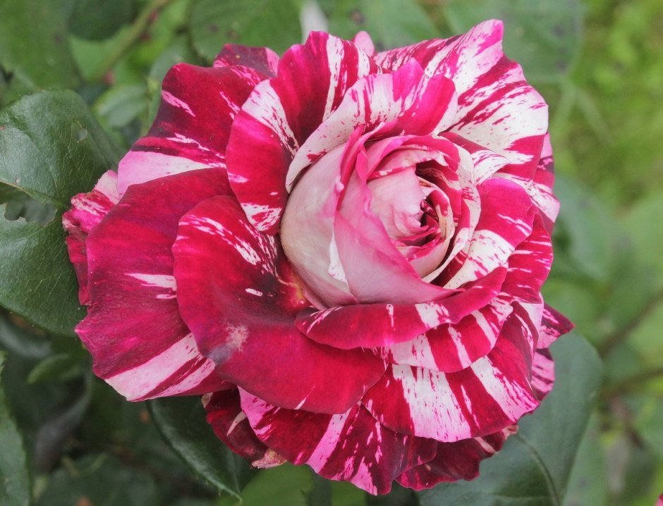 Роза чайно-гибридная пестрая