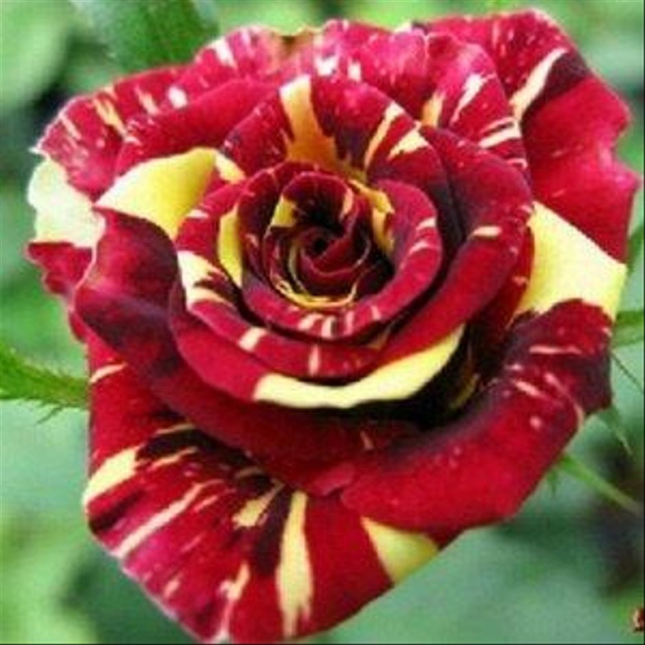 Роза флорибунда абракадабра