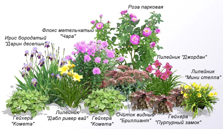 Схема посадки клумбы непрерывного цветения