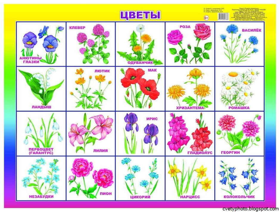 Карточки с изображением цветов