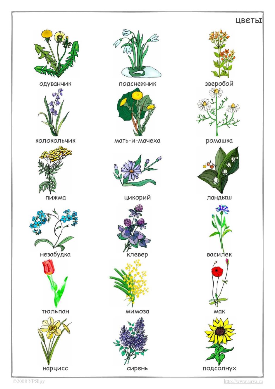 Названия полевых цветов с картинками
