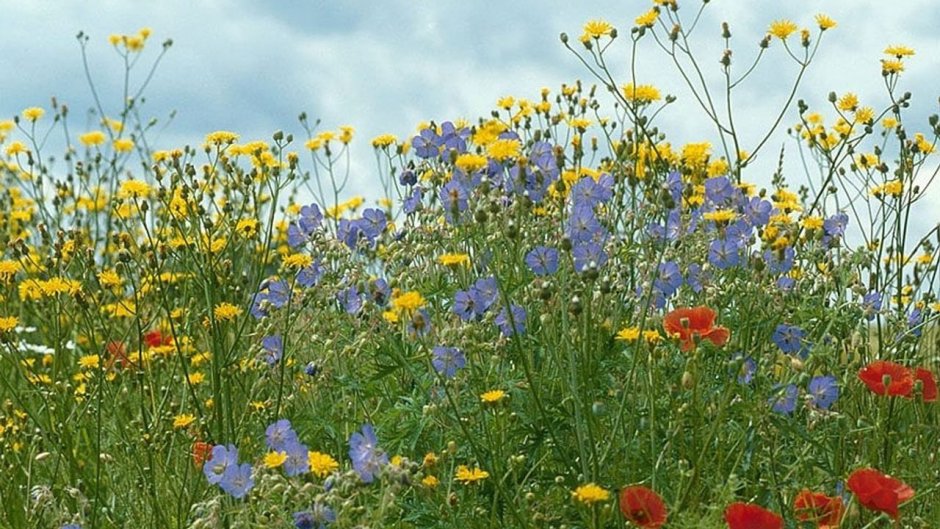 Луговые и полевые цветы для детей