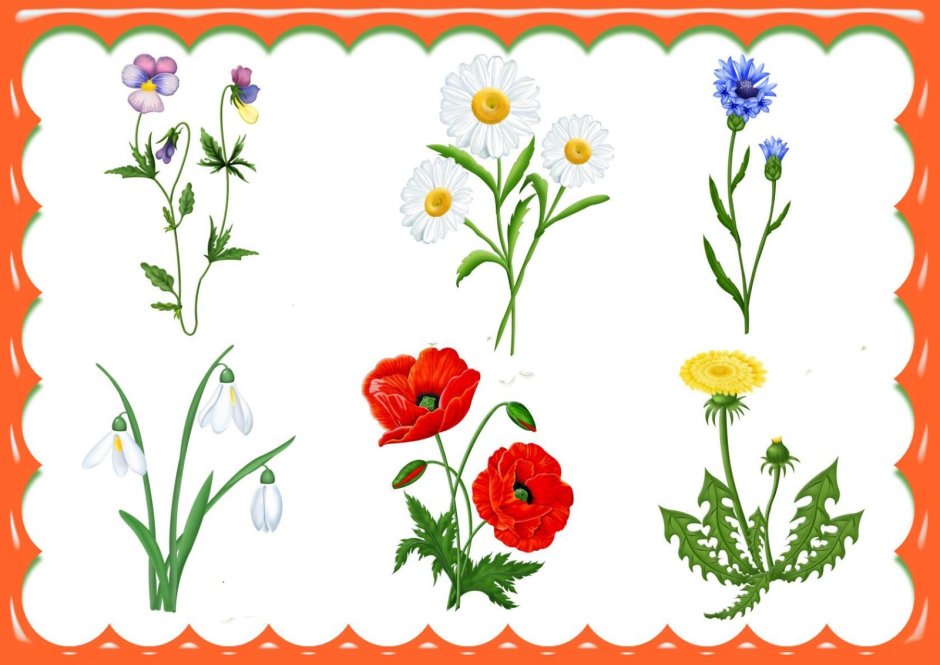 Садовые и полевые цветы для детей