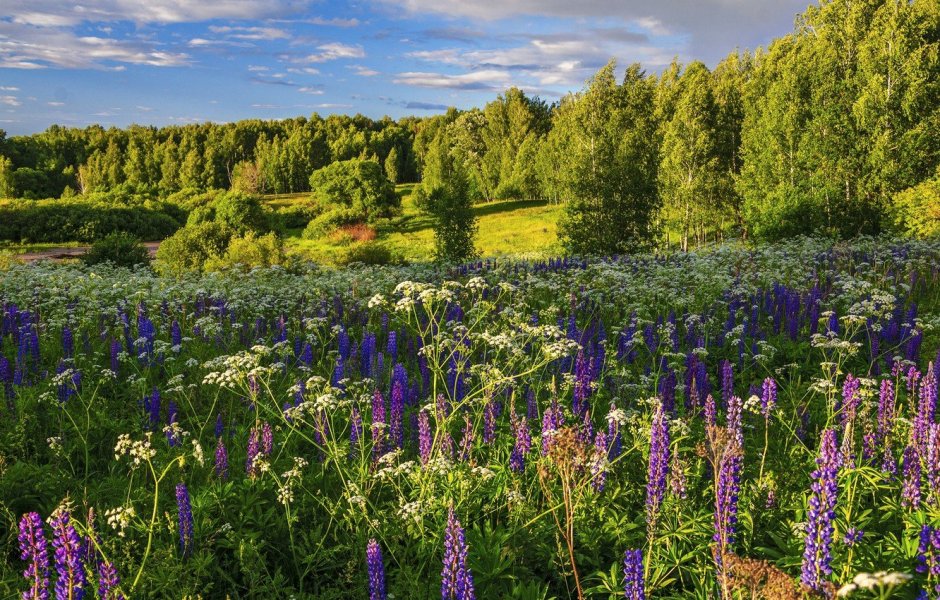 Растительный мир Кировской области Луга