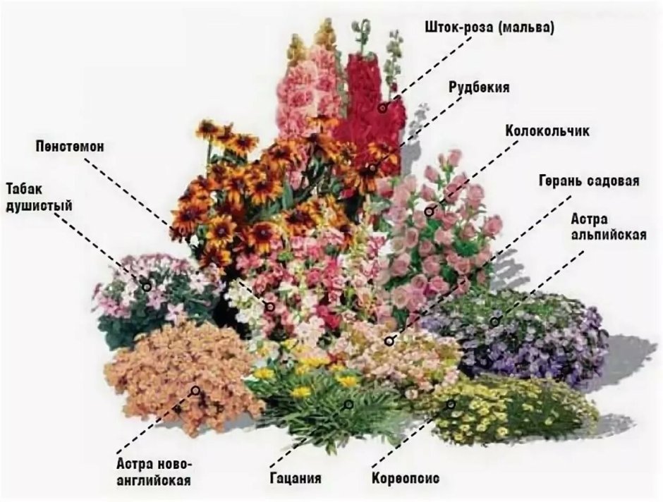 Миксбордер непрерывного цветения многолетников схема