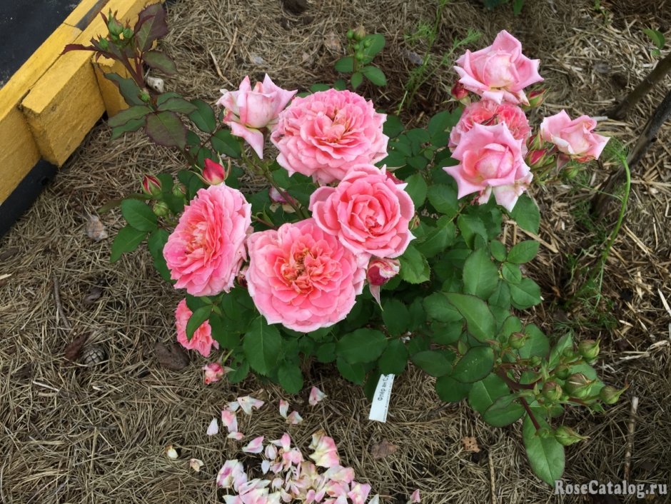 Роза fleurs en seine