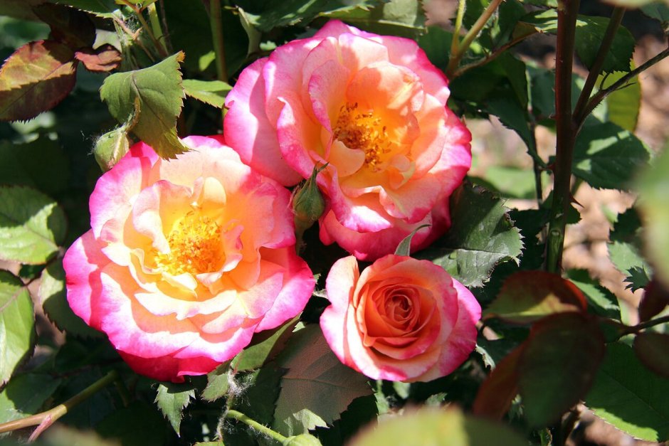 Марсель де Флер роза