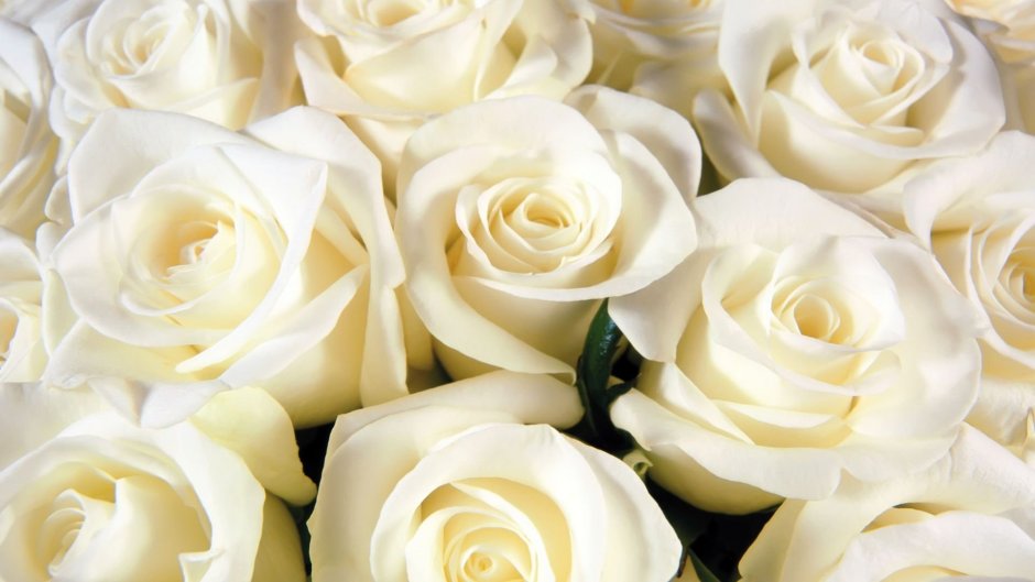 Белая роза расцвела