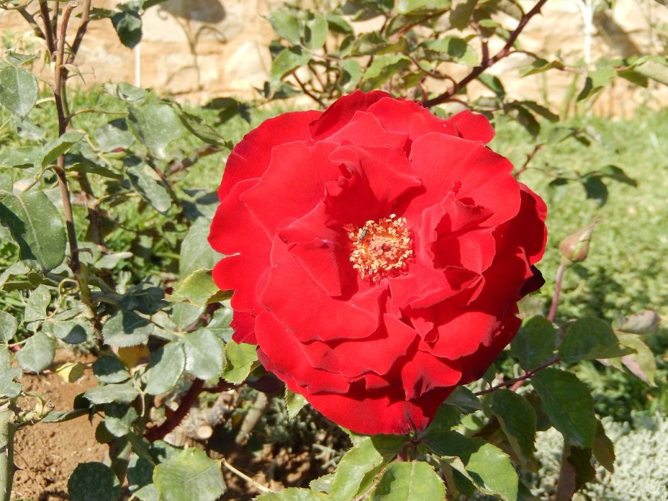 Fleur de Sardaigne роза