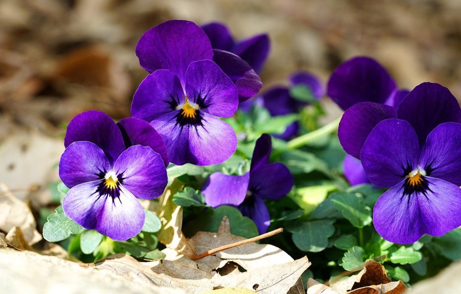 Поляна с фиолетовыми цветами