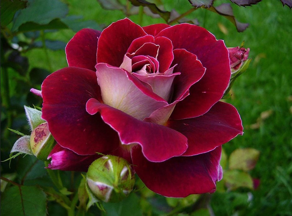 Роза чайно-гибридная Аллилуйя